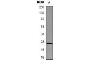 Western blot analysis of HSP27 expression in Hela (A) whole cell lysates. (HSP27 antibody)