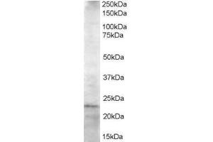 ABIN2563049 staining (1. (UBE2K antibody  (C-Term))