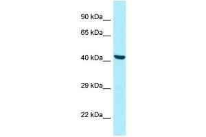 Host: Rabbit Target Name: PANK2 Sample Type: HepG2 Whole cell lysates Antibody Dilution: 1. (PANK2 antibody  (C-Term))