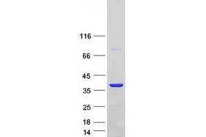 Validation with Western Blot (Annexin A2 Protein (ANXA2) (Transcript Variant 3) (Myc-DYKDDDDK Tag))