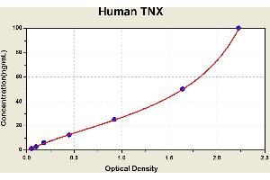 TNXB ELISA Kit