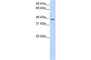 Western Blotting (WB) image for anti-Neutrophil Cytosolic Factor 4, 40kDa (NCF4) antibody (ABIN2458976) (NCF4 antibody)