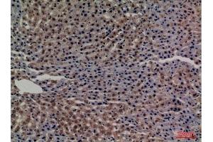 Immunohistochemical analysis of paraffin-embedded rat-liver, antibody was diluted at 1:100. (Transferrin antibody  (C-Term))