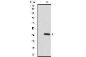 Western Blotting (WB) image for anti-Twinfilin, Actin-Binding Protein 1 (TWF1) (AA 335-384) antibody (ABIN1098116)