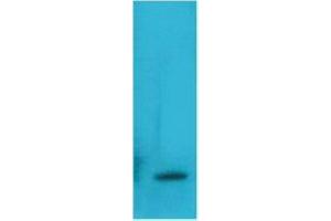 Western Blot (WB) analysis of Recombinant Human TNF a Protein with TNF alpha Mouse Monoclonal Antibody diluted at 1:2000. (TNF alpha antibody)