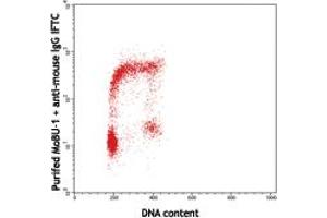 Image no. 1 for anti-Bromodeoxyuridine (BrdU) antibody (ABIN293985) (BrdU antibody)