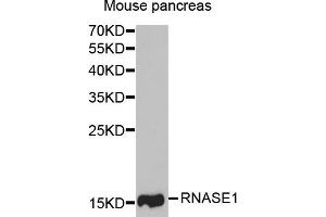Western blot analysis of extracts of mouse pancreas, using RNASE1 antibody (ABIN5973649) at 1/1000 dilution. (RNASE1 antibody)