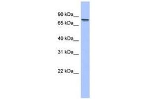 Image no. 1 for anti-Protein Kinase C, gamma (PRKCG) (AA 71-120) antibody (ABIN6744077) (PKC gamma antibody  (AA 71-120))