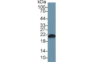 Western Blot; Sample: Mouse RAW264. (BAX antibody  (AA 1-158))