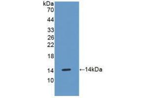 Western blot analysis of recombinant Mouse OSM. (Oncostatin M antibody  (AA 116-205))