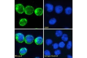 Immunofluorescence staining of fixed Molt4 cells with anti-CD2 antibody YTH 655. (Recombinant CD2 antibody)
