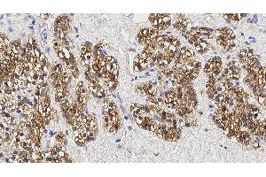 Immunohistochemistry (IHC) image for anti-Parathyroid Hormone (PTH) antibody (ABIN7538931) (PTH antibody)