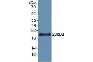 Figure. (Apolipoprotein L 2 antibody  (AA 186-337))