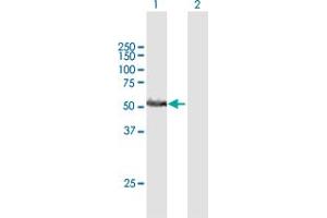 Western Blot analysis of RRP1 expression in transfected 293T cell line by RRP1 MaxPab polyclonal antibody. (RRP1 antibody  (AA 1-461))