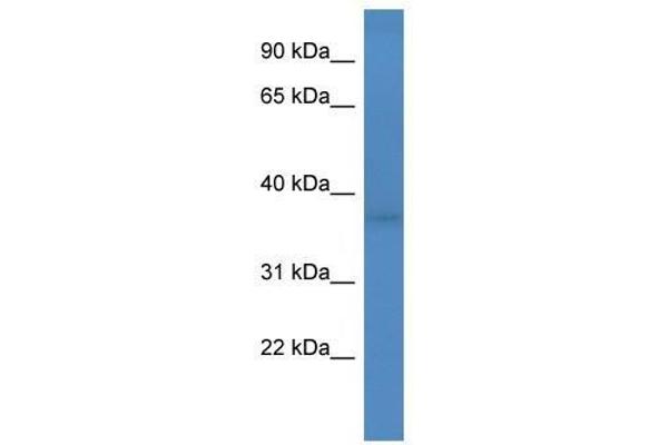 FANK1 antibody  (Middle Region)