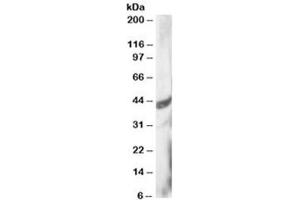 Western blot testing of HeLa lysate with DAP3 antibody at 3ug/ml. (DAP3 antibody)