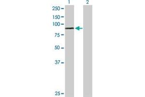 Western Blot analysis of PRLR expression in transfected 293T cell line by PRLR MaxPab polyclonal antibody. (Prolactin Receptor antibody  (AA 1-622))