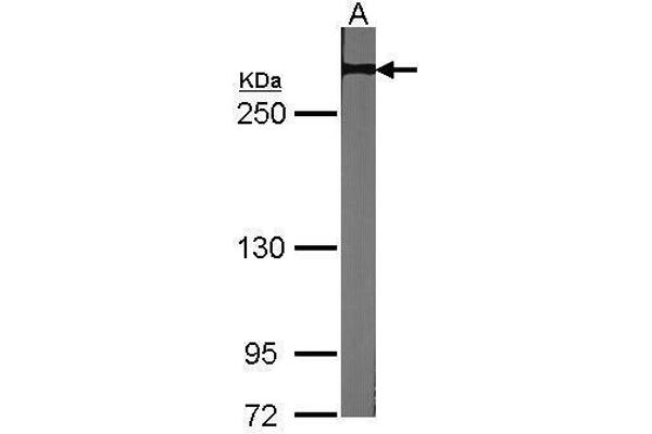 NOTCH2 antibody  (C-Term)