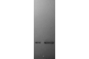 Blots of ABIN1580411 on recombinant α-synuclein (left lane) and crude extract of mouse brain (right lane, courtesy Rogan Tinsley, Howard Florey Institute, University of Melbourne). (SNCA antibody)