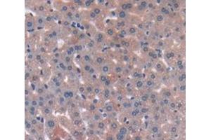 IHC-P analysis of Mouse Tissue, with DAB staining. (SERPIND1 antibody  (AA 256-342))