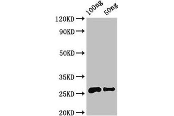 MARVELD3 antibody  (AA 25-115)