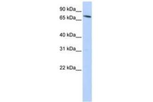 Image no. 1 for anti-Solute Carrier Family 11 (Proton-Coupled Divalent Metal Ion Transporters), Member 2 (SLC11A2) (N-Term) antibody (ABIN6743200) (SLC11A2 antibody  (N-Term))