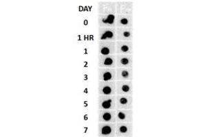 Dot Blot (DB) image for anti-Amyloid beta (A4) Precursor Protein (APP) antibody (ABIN6655141)