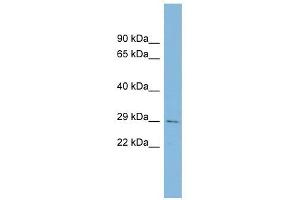 CHCHD3 antibody used at 1 ug/ml to detect target protein. (CHCHD3 antibody  (Middle Region))