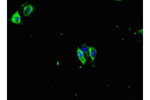 Immunofluorescent analysis of Hela cells using ABIN7165711 at dilution of 1:100 and Alexa Fluor 488-congugated AffiniPure Goat Anti-Rabbit IgG(H+L) (PKC gamma antibody  (AA 1-314))