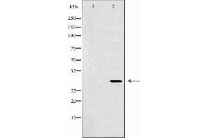 Western blot analysis of Mouse brain lysate, using EEF1D Antibody. (EEF1D antibody)