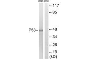 Western blot analysis of extracts from COS7 cells, using p53 (Ab-15) Antibody. (p53 anticorps  (AA 6-55))