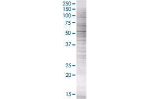 PIK3R3 transfected lysate. (PIK3R3 293T Cell Transient Overexpression Lysate(Denatured))