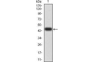 Western blot analysis using BIN1 mAb against human BIN1 (AA: 189-398) recombinant protein. (BIN1 antibody  (AA 189-398))