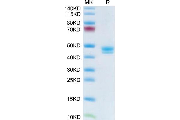 MCEMP1 Protein (AA 107-187) (Fc Tag)