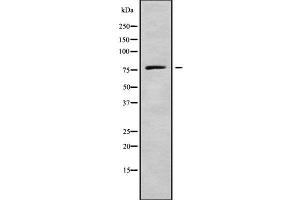 Western blot analysis of ACSL5 using 293 whole cell lysates (ACSL5 antibody  (N-Term))