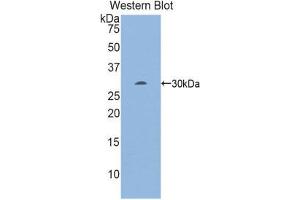 Western Blotting (WB) image for anti-Early Growth Response 2 (EGR2) (AA 150-407) antibody (ABIN1858701) (EGR2 antibody  (AA 150-407))