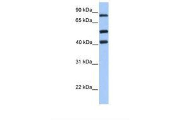 HCFC2 antibody  (AA 551-600)