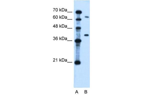 LRRC26 antibody  (Middle Region)