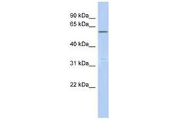 CEP57L1 antibody  (AA 359-408)