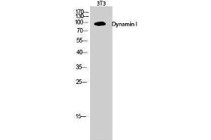 Western Blotting (WB) image for anti-Dynamin 1 (DNM1) (Ser307) antibody (ABIN3174837) (Dynamin 1 antibody  (Ser307))