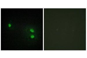 Immunofluorescence (IF) image for anti-Histone H2B (N-Term) antibody (ABIN1849874) (Histone H2B antibody  (N-Term))