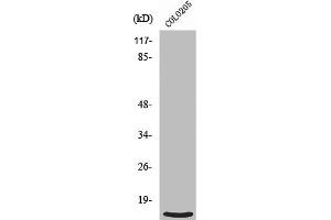 Western Blot analysis of HepG2 cells using Ribosomal Protein L39 Polyclonal Antibody (RPL39 antibody  (N-Term))