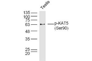 Mouse testis lysates probed with KAT5 (Ser90) Polyclonal Antibody, Unconjugated  at 1:300 overnight at 4˚C. (KAT5 antibody  (pSer90))