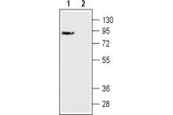 DRD3 antibody  (Extracellular, N-Term)