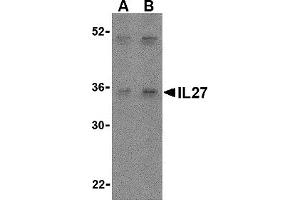Western Blotting (WB) image for anti-Interleukin 27 (IL27) (Middle Region) antibody (ABIN1030956) (IL-27 antibody  (Middle Region))