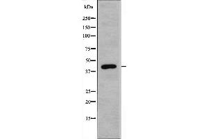Western blot analysis of extracts from HT-29 cells, using REQU antibody. (DPF2 antibody  (Internal Region))