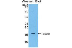 Western Blotting (WB) image for anti-Lysozyme (LYZ) (AA 18-147) antibody (ABIN1859733) (LYZ antibody  (AA 18-147))