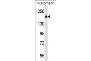 Western blot analysis in mouse stomach tissue lysates (35ug/lane). (UNC13B antibody  (N-Term))