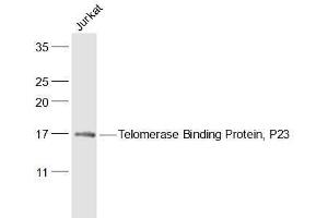 Jurkat lysates probed with Telomerase Binding Protein, P23 Polyclonal Antibody, Unconjugated  at 1:500 dilution and 4˚C overnight incubation. (PTGES3 antibody  (AA 31-130))