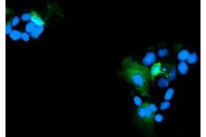 Anti-RNH1 mouse monoclonal antibody (ABIN2453918) immunofluorescent staining of COS7 cells transiently transfected by pCMV6-ENTRY RNH1 (RC208360). (RNH1 antibody)